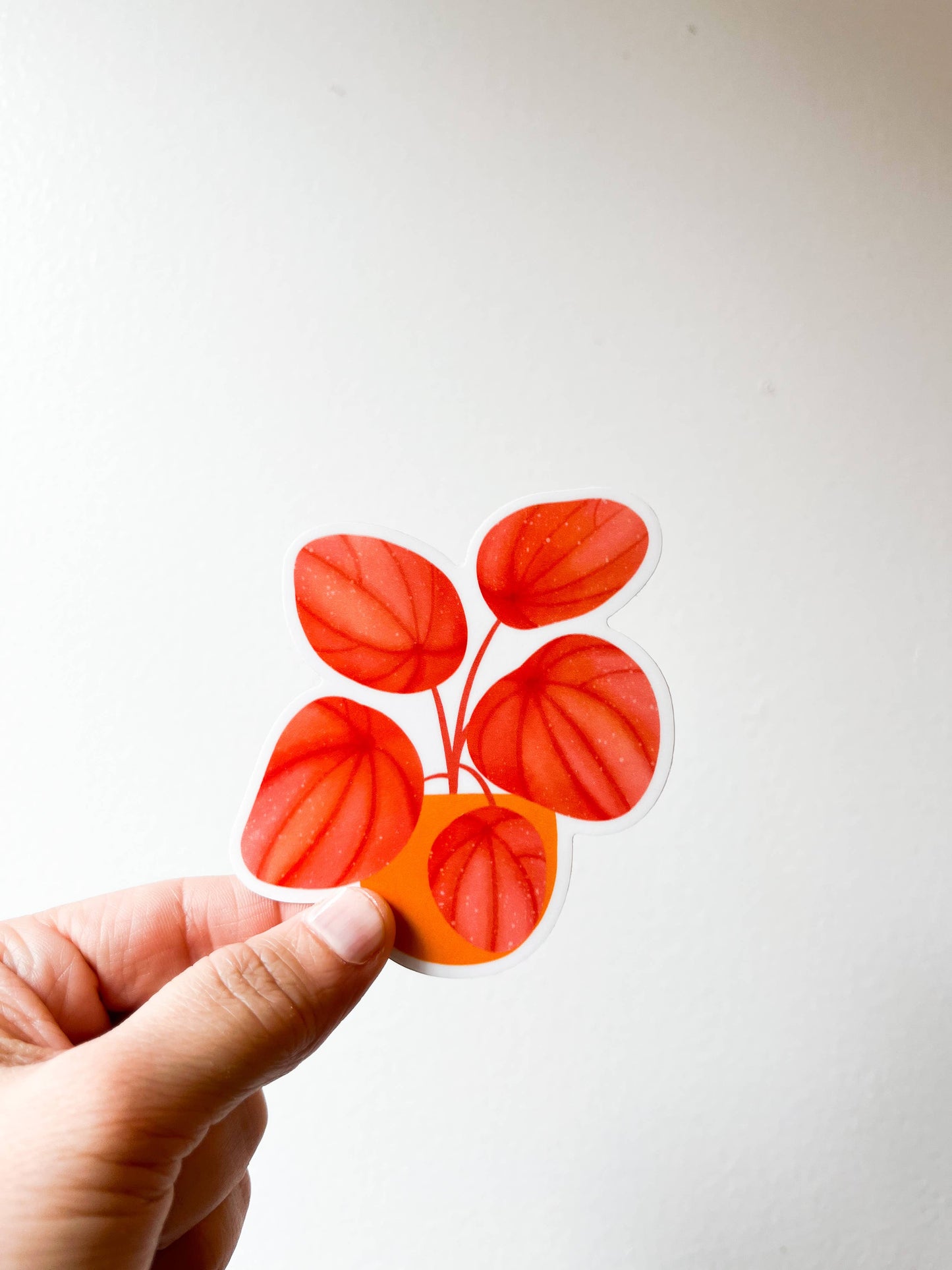 Peperomia Quito Plant Sticker