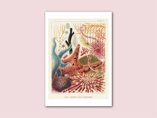 Barrier Reef Echinoderms Vintage Natural History Print