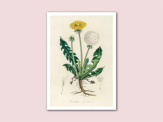 Dandelion Vintage Botanical Print