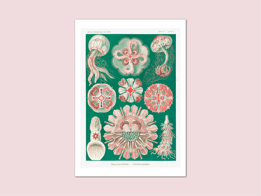 Discomedusae Jellyfish Haeckel Illustration Vintage Poster