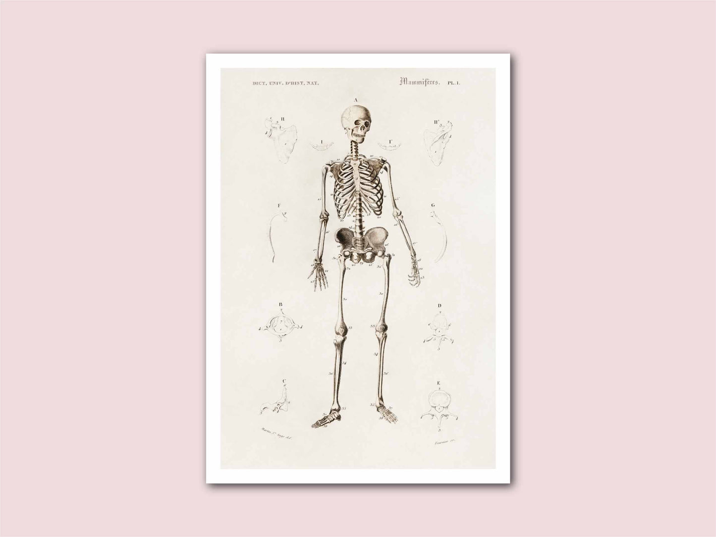 Human Skeleton Vintage Print