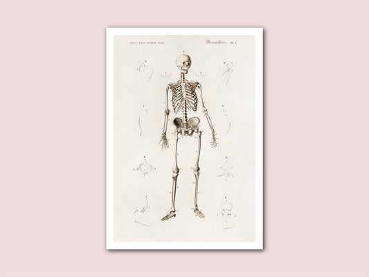 Human Skeleton Vintage Print