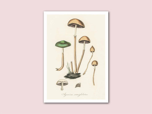 Mushrooms Vintage Botanical Print