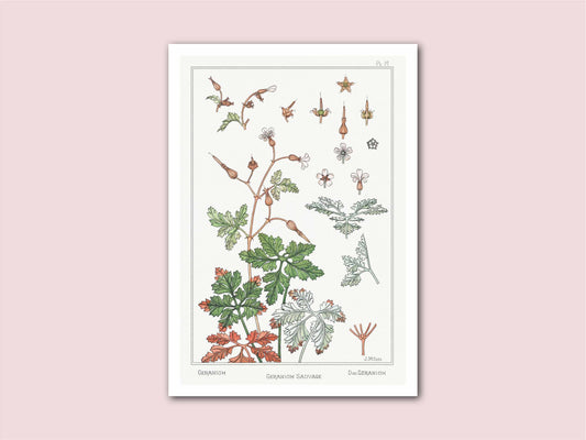 Geranium Verneuil Vintage Botanical Print